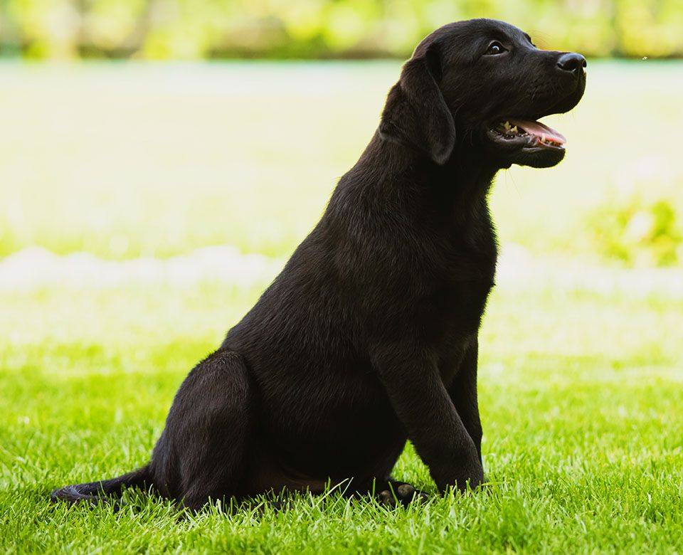 cute black colour labrador puppy sitting green lawn