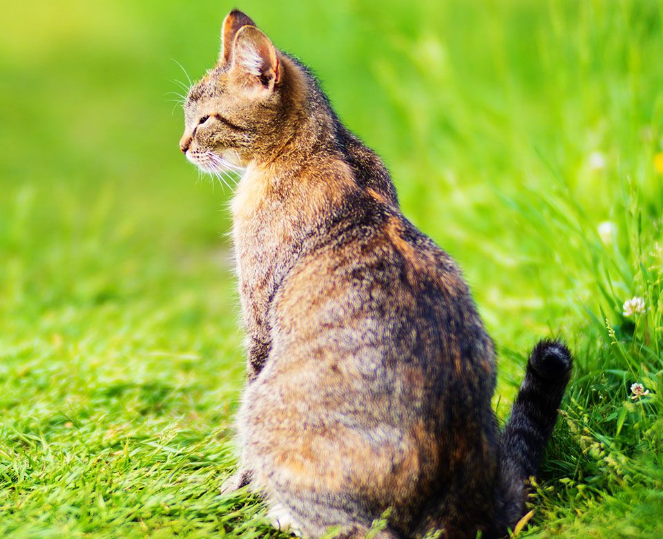 striped cat sits looks into distance