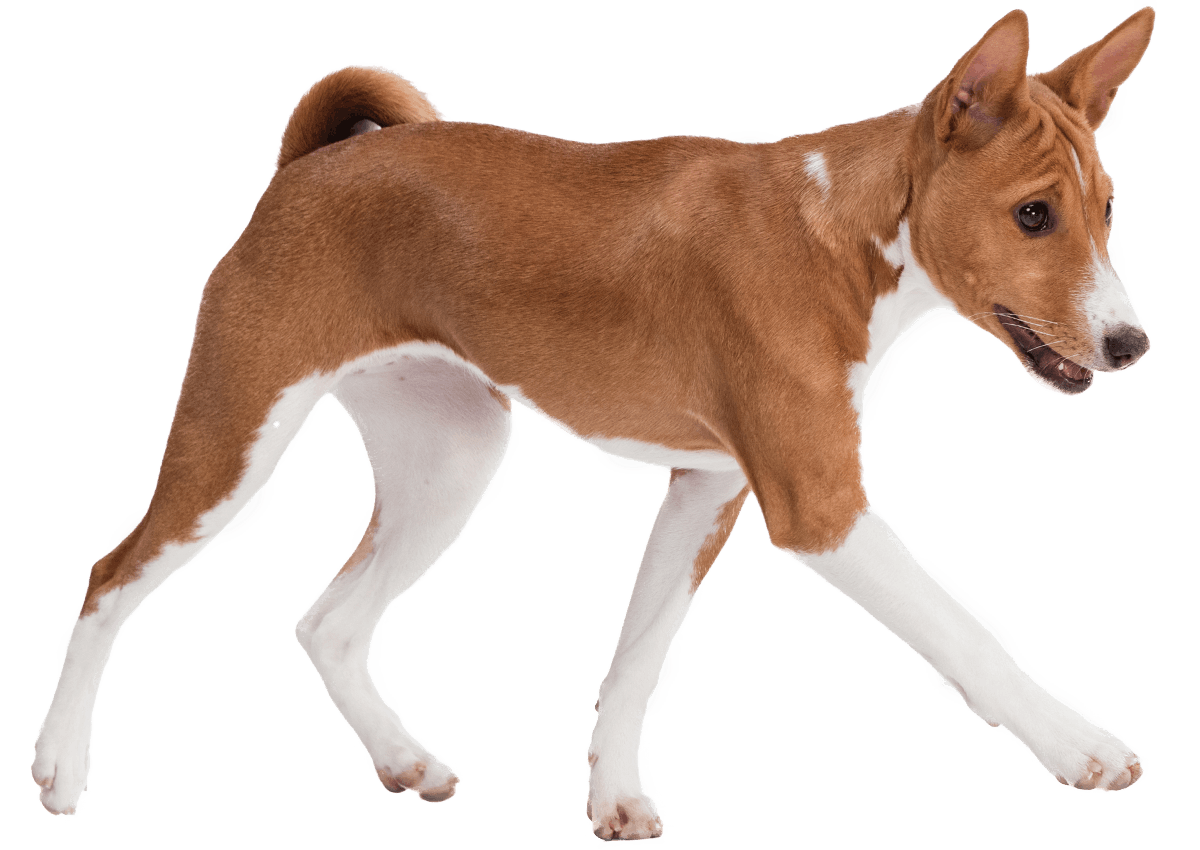 basenji dog walking