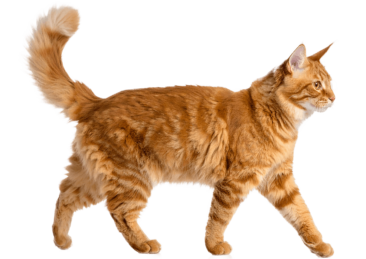 ginger fluffy cat walks