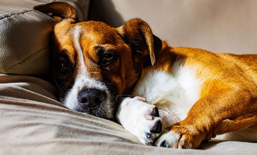 cute jack russell terrier dog laying sofa