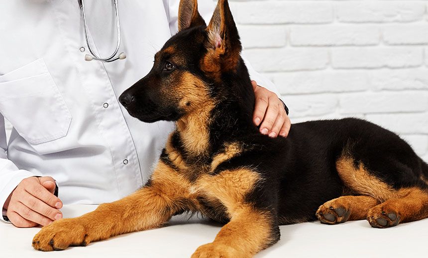 veterinarian petting dog