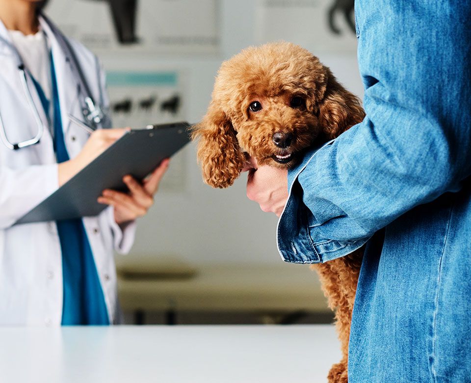 man bringing dog at vet