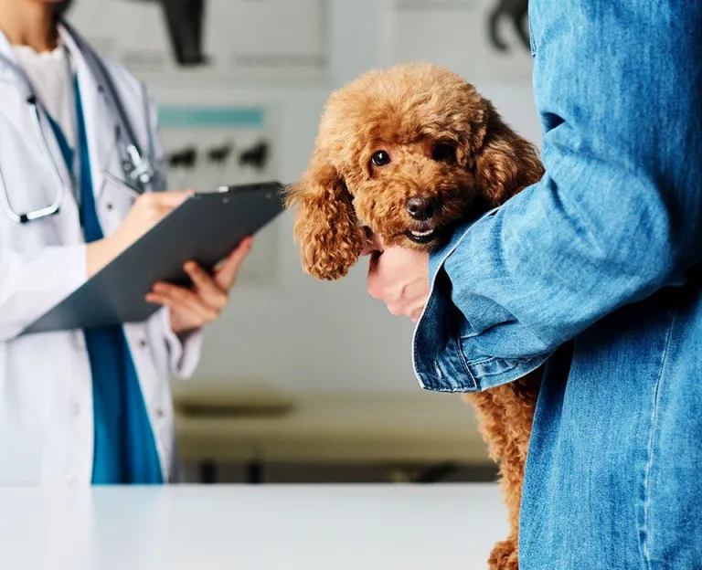 man bringing dog at vet
