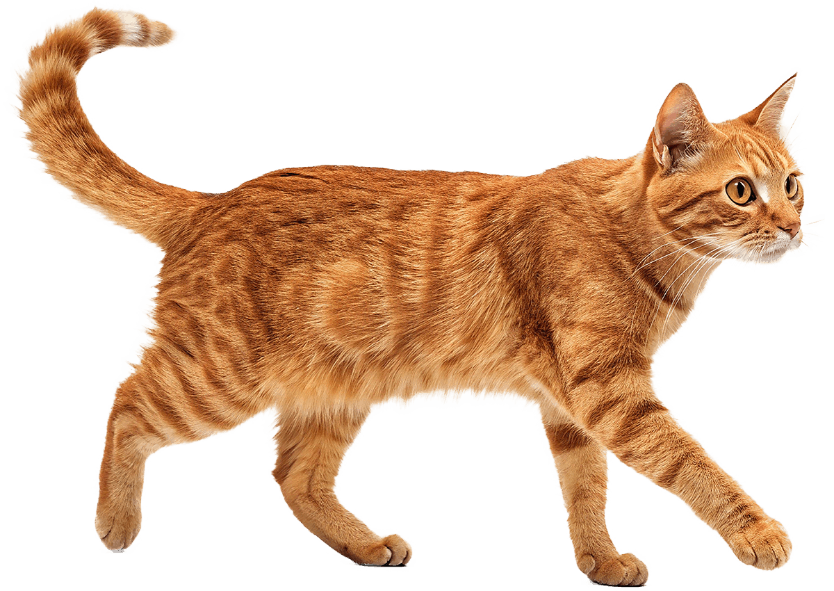 orange ginger cat walks