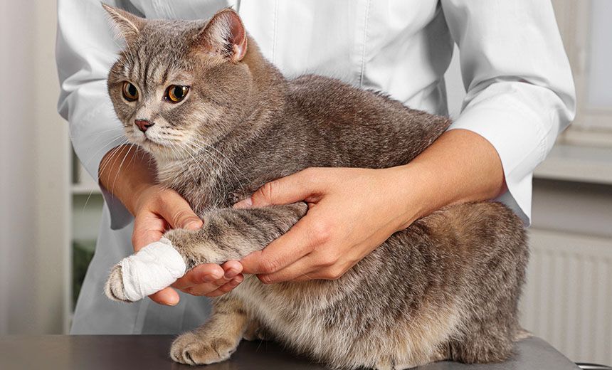 vet checking cat's injured paw