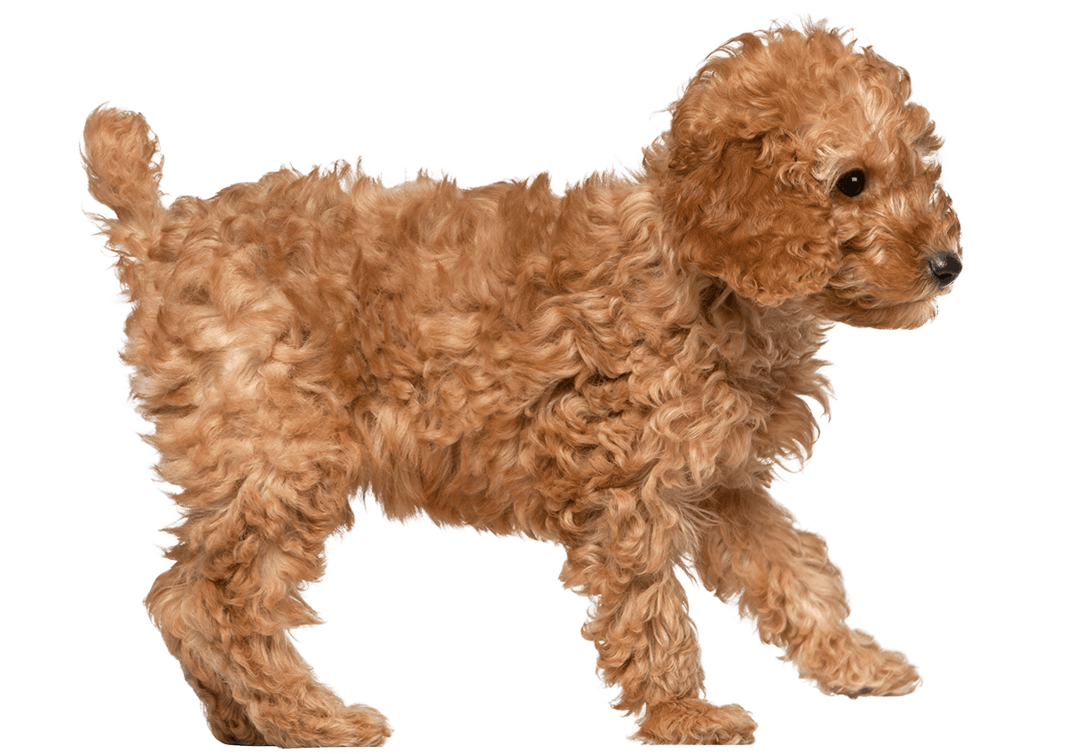 poodle puppy walking