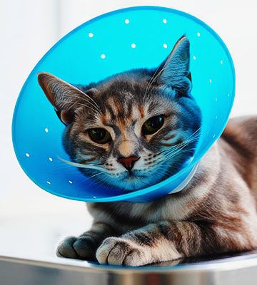 cute husky at veterinarian appointment