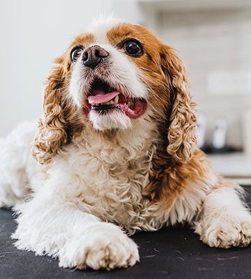 veterinary holding cat at examining room