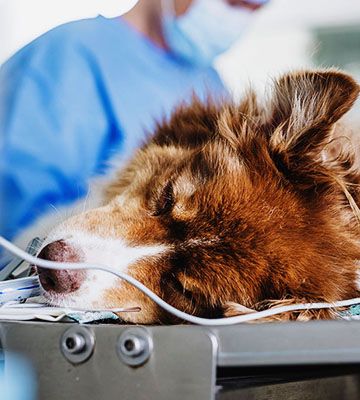 gray cat with recovery cone after surgery