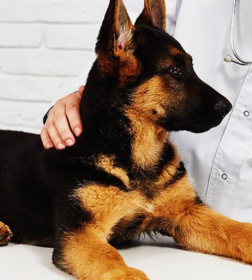 veterinary taking blood test to cat