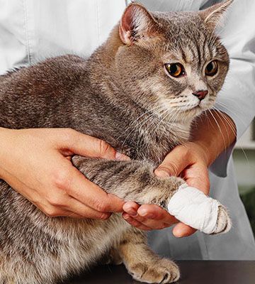 veterinary bandaging a dogs paw