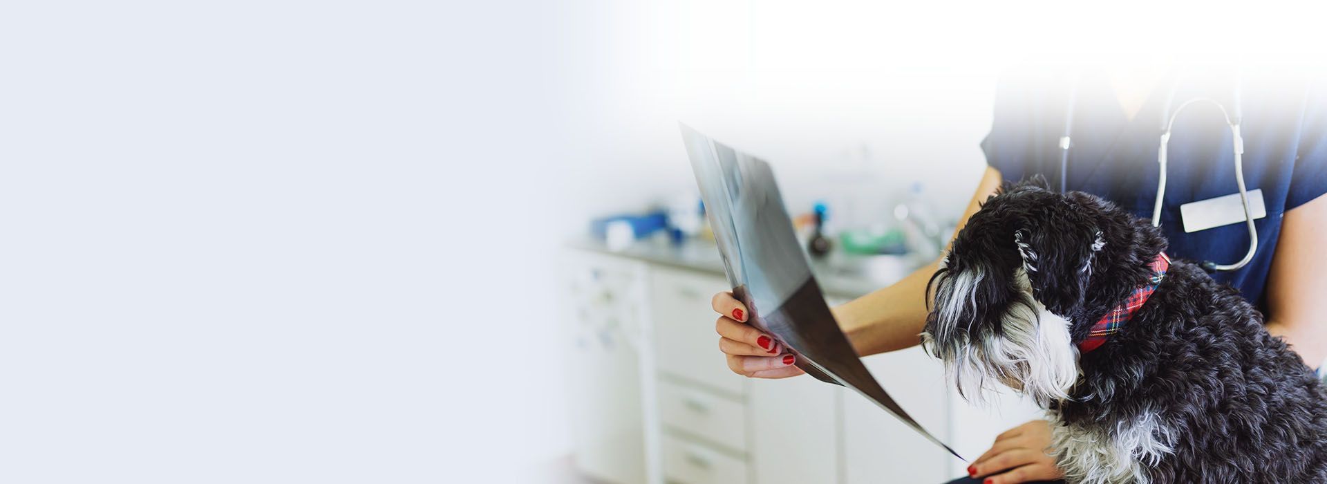 happy woman with white dog outdoor