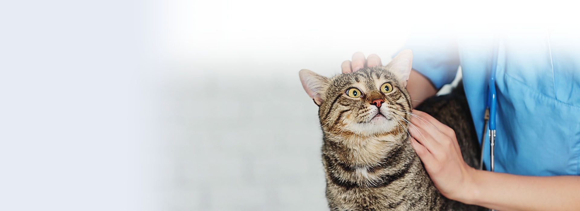 happy woman with white dog outdoor