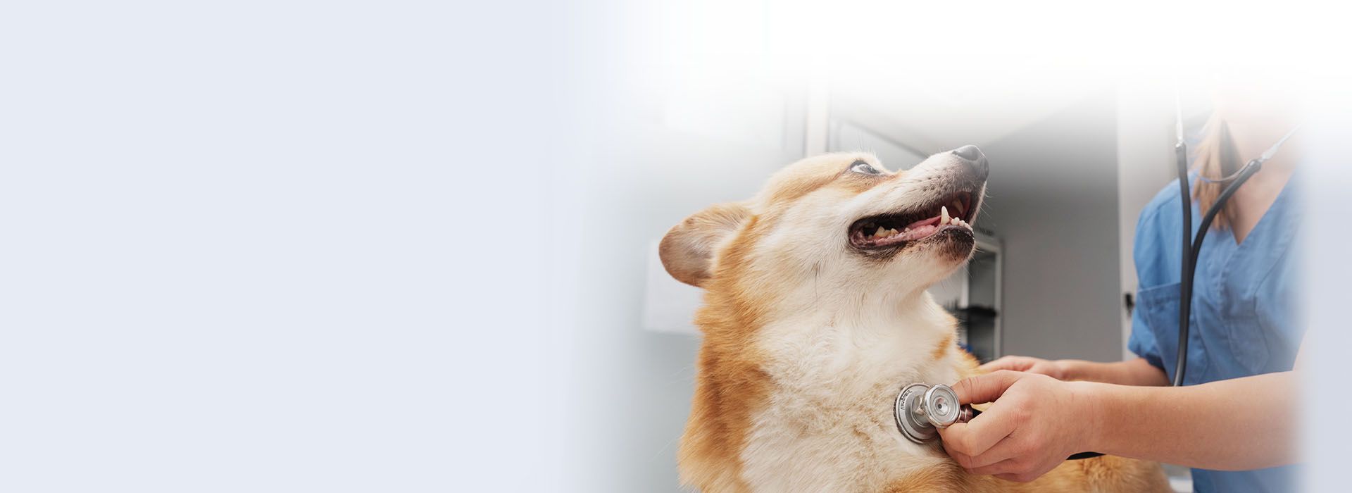 happy woman with white dog outdoor