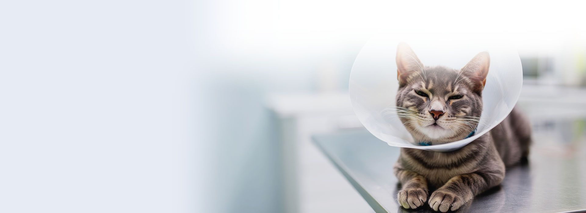 happy woman with white dog outdoor