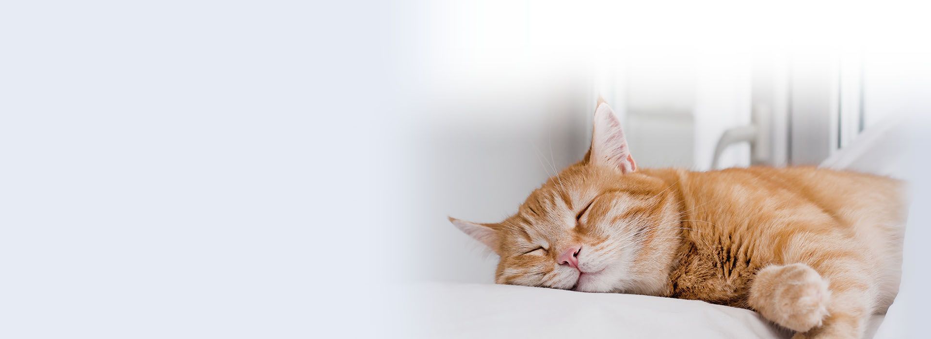 happy woman with white dog outdoor