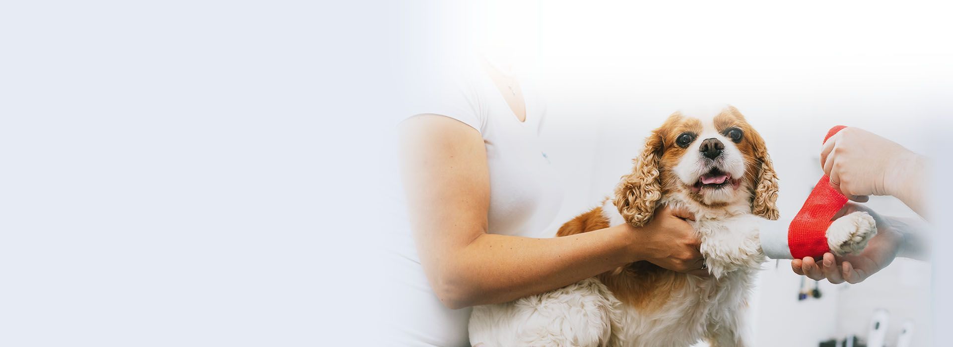 happy woman with white dog outdoor