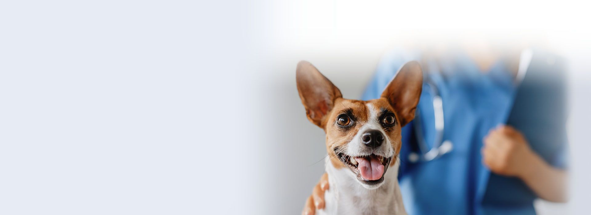 happy woman with white dog outdoor