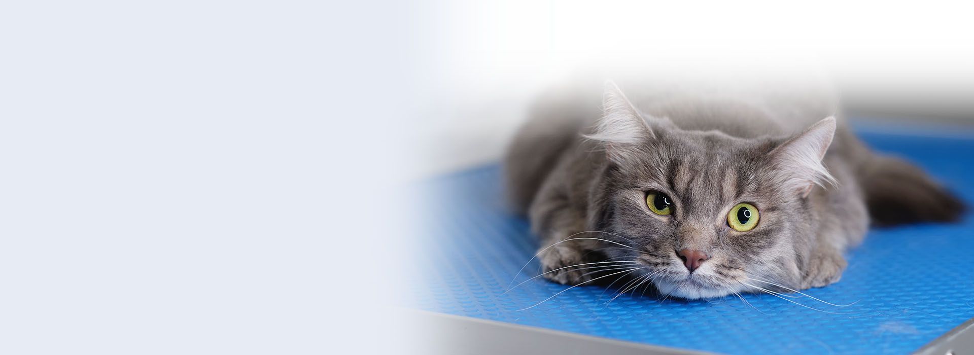 happy woman with white dog outdoor