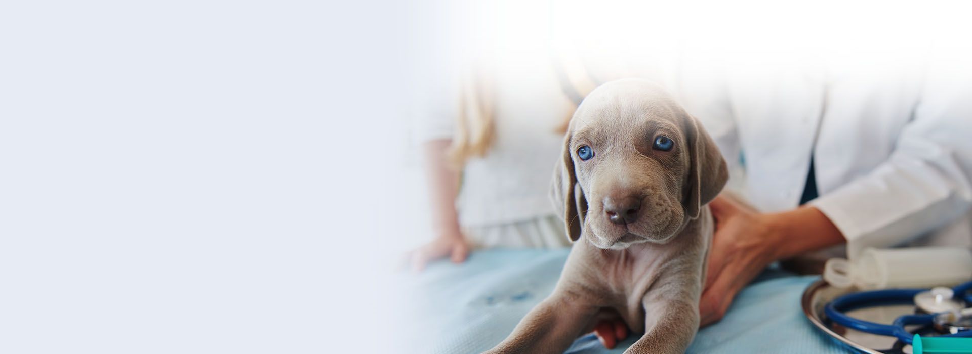 happy woman with white dog outdoor
