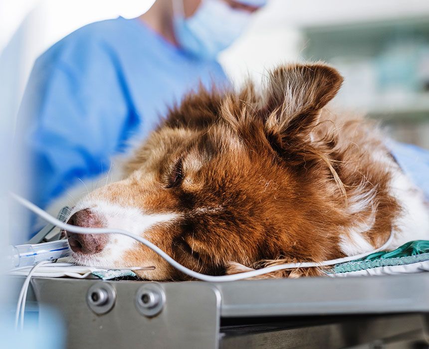 dog with anesthesia after operating procedure