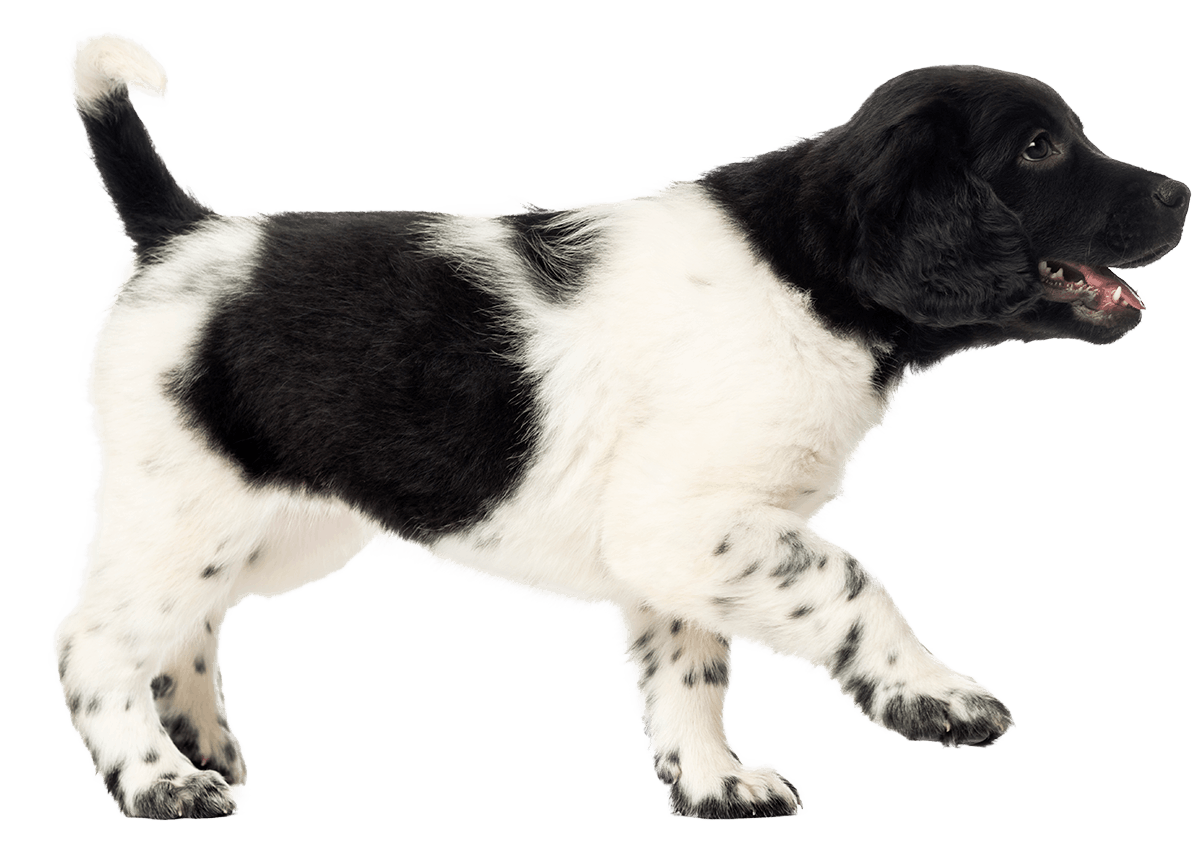 stabyhoun puppy walking happily