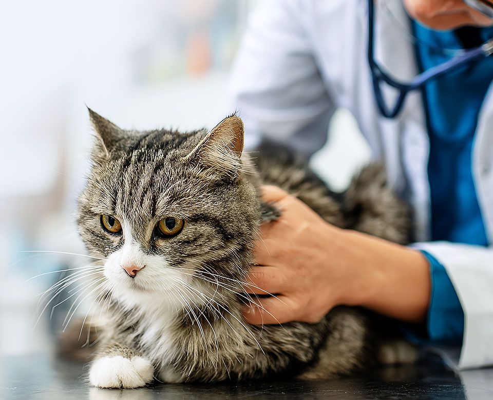 veterinarian examining fluffy cat