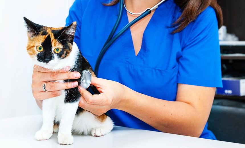 veterinarian woman checking cat